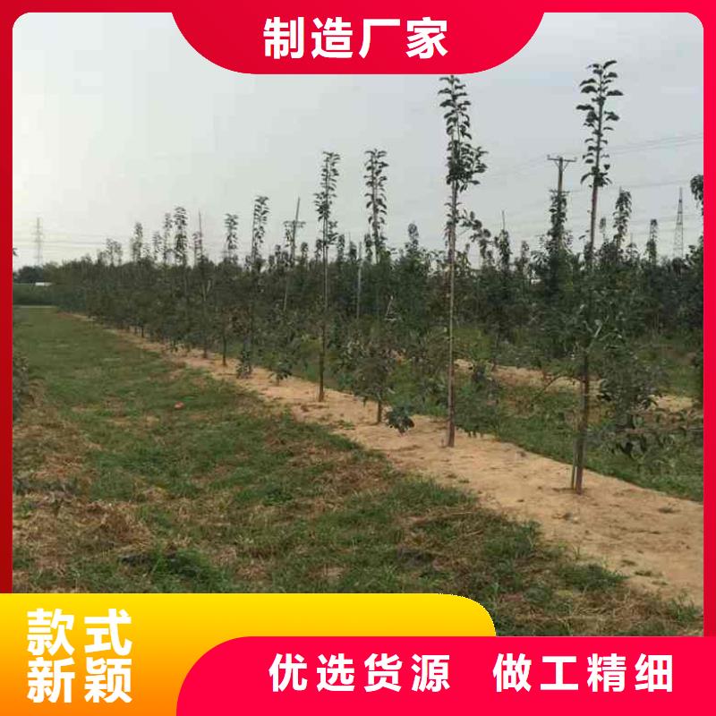 【苹果苗】_花椒苗匠心工艺