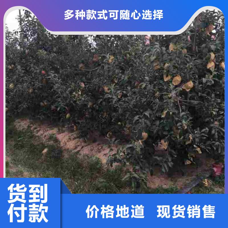 苹果苗_核桃苗多年行业经验