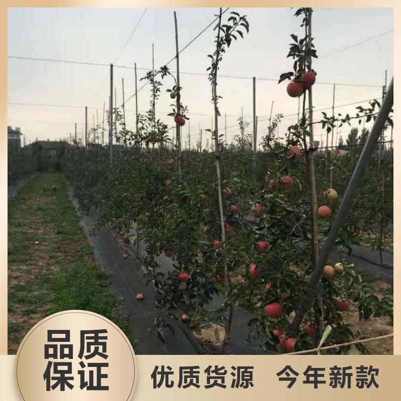 苹果苗_核桃苗多年行业经验