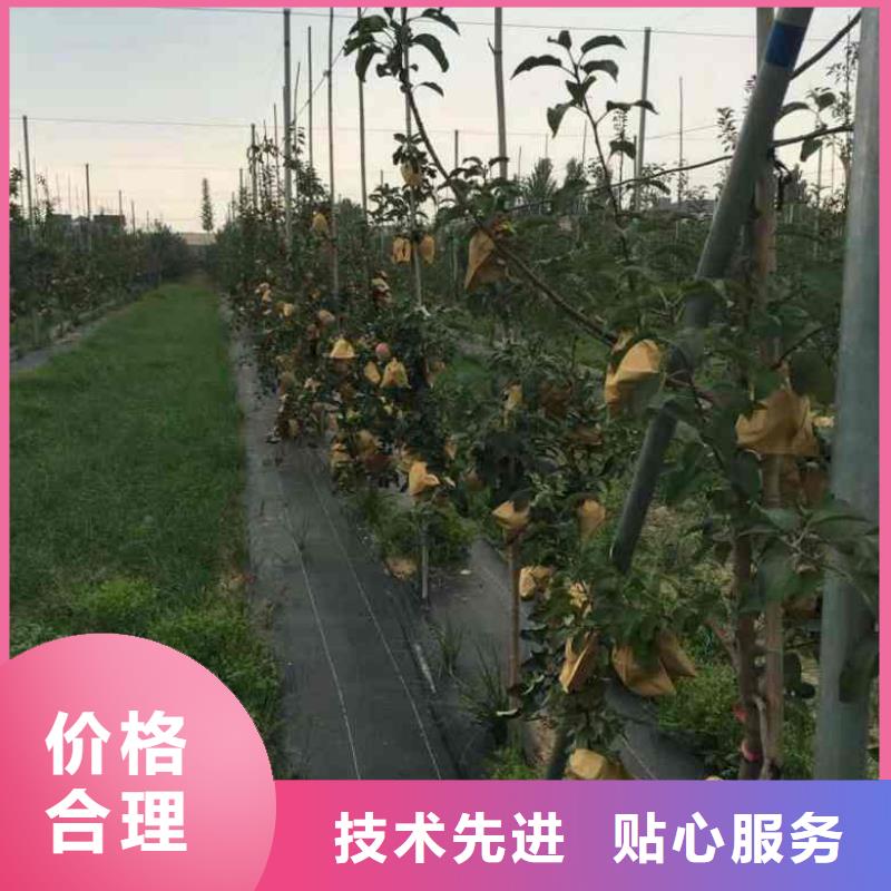 苹果苗桃树苗高性价比