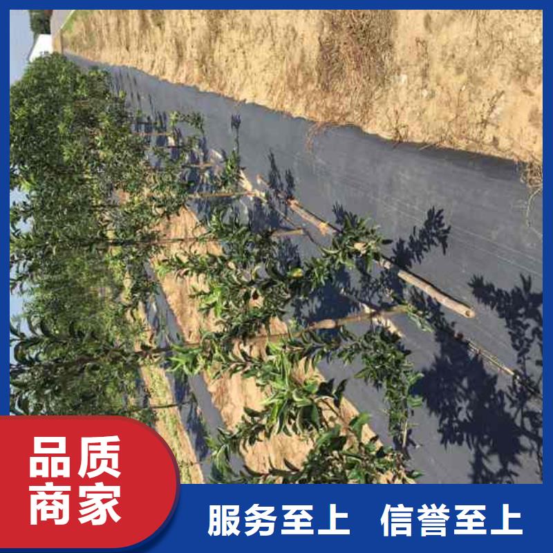 苹果苗花椒苗实地大厂