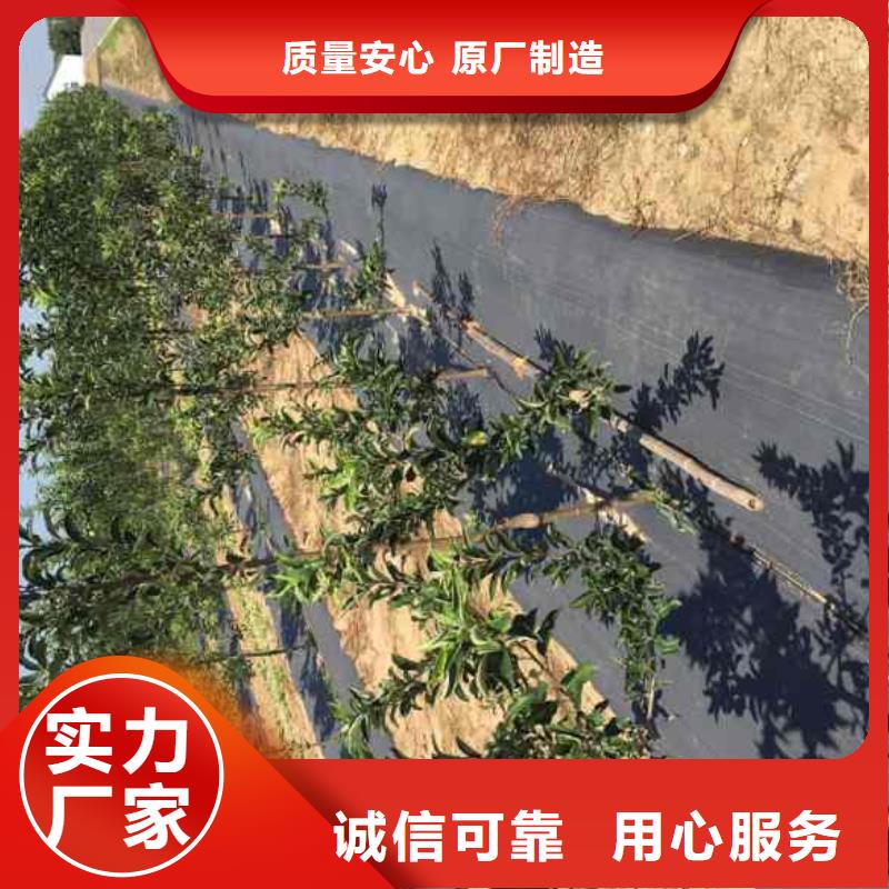 【苹果苗】_梨树苗质量安心