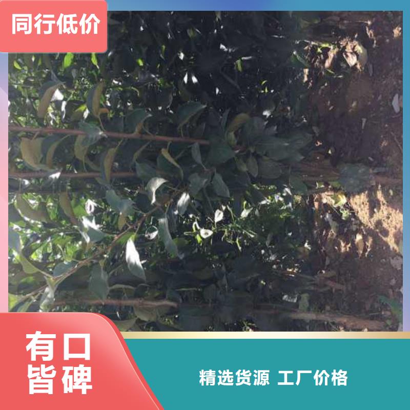 【苹果苗】_梨树苗质量安心