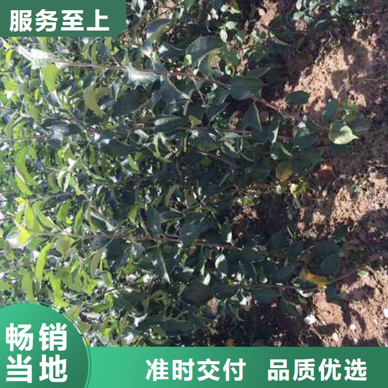 苹果苗桃树苗高性价比