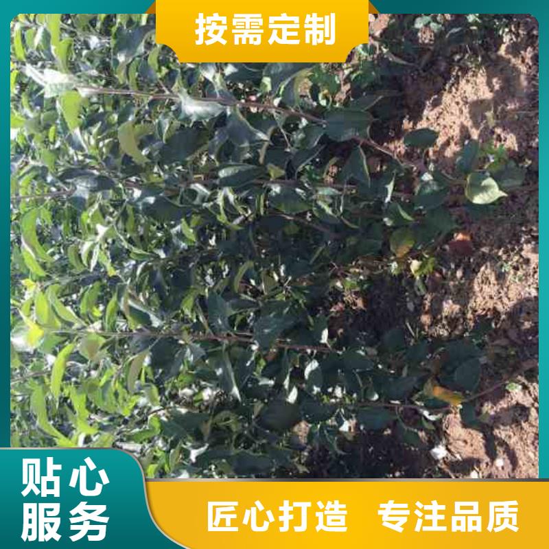 苹果苗_核桃苗多年行业经验