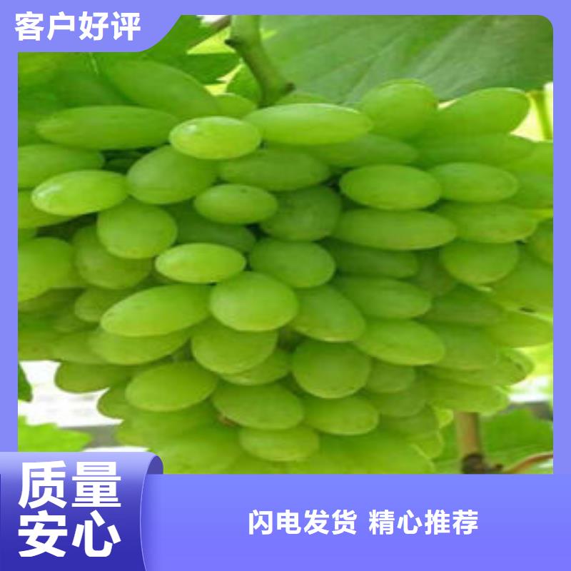 葡萄苗花椒苗现货批发