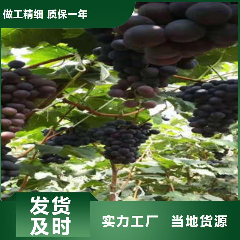 葡萄苗花椒苗现货批发