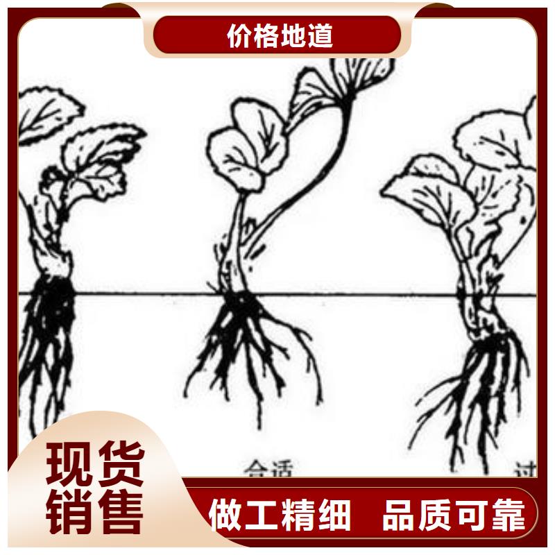 西安白草莓树苗资讯