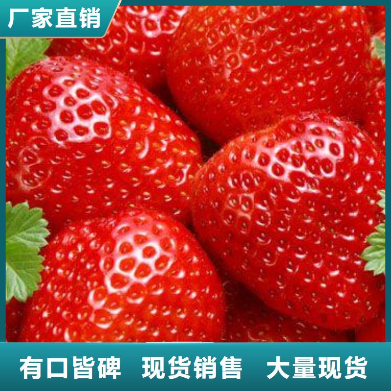 草莓苗-山楂苗多种规格供您选择