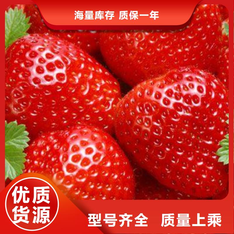 购买(兴海)草莓苗-梨树苗实体诚信经营