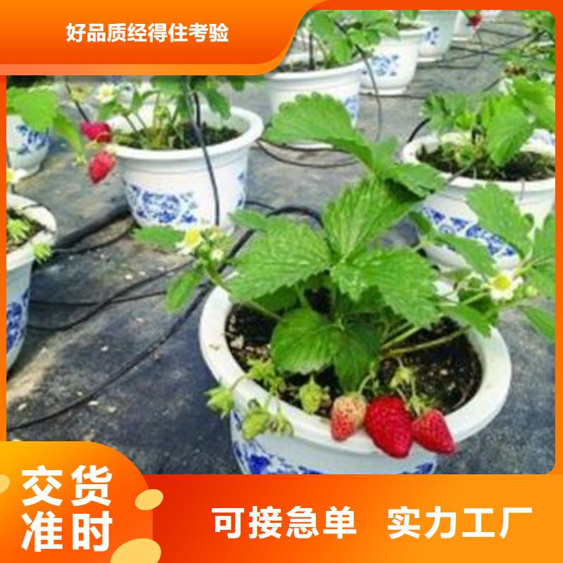 直供(兴海)草莓苗葡萄苗联系厂家