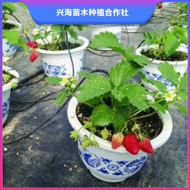 本地[兴海]草莓苗桃树苗多种规格可选