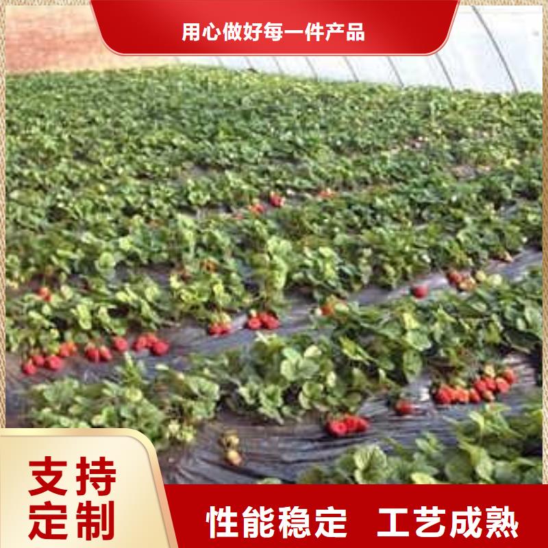 一站式采购《兴海》草莓苗葡萄苗联系厂家