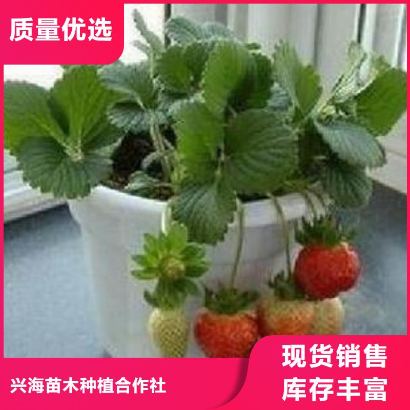 直供(兴海)草莓苗葡萄苗联系厂家