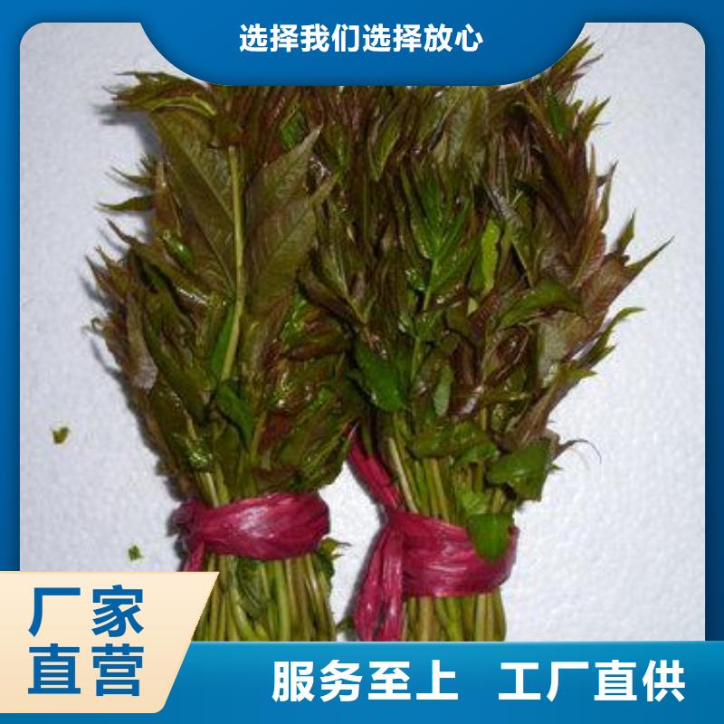 【香椿苗蓝莓苗定制零售批发】