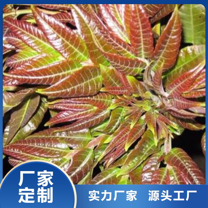 香椿苗_花椒苗实力大厂家