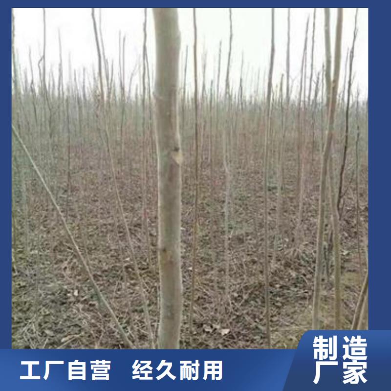 香椿苗【桃树苗】真正让利给买家