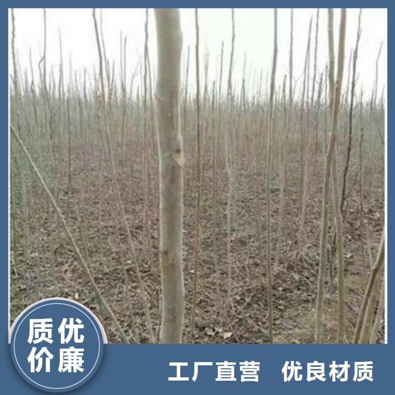 【香椿苗蓝莓苗定制零售批发】