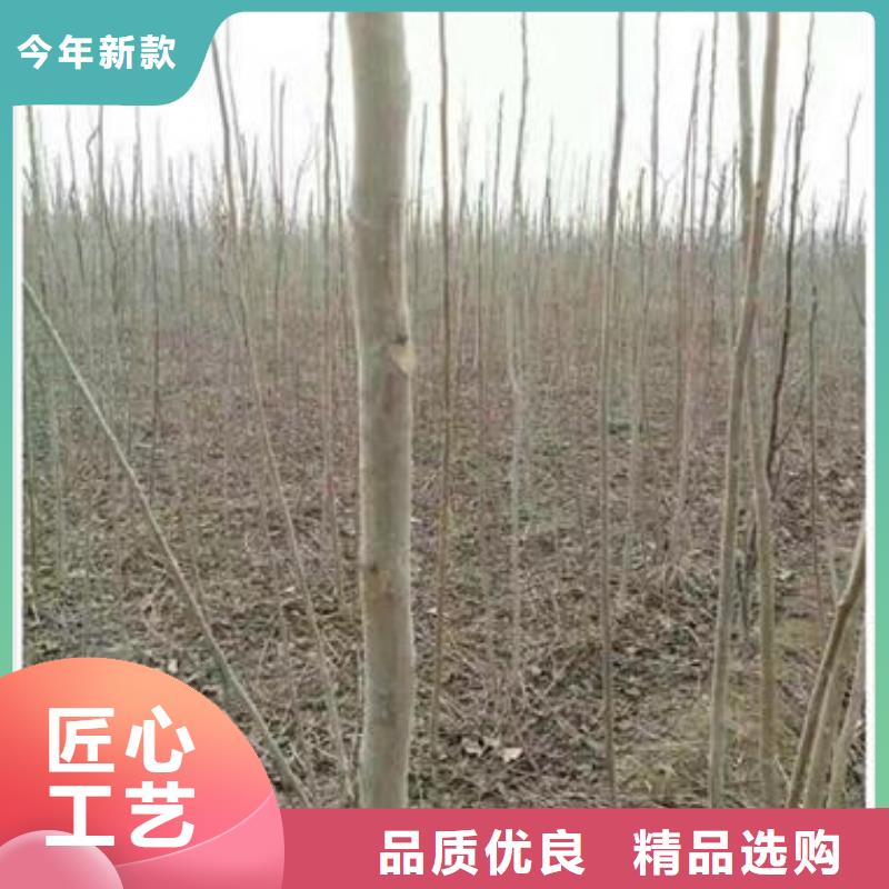 【香椿苗桃树苗原料层层筛选】