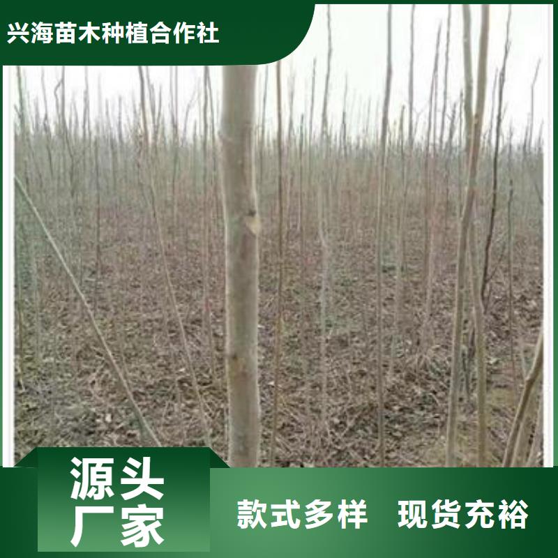 香椿苗_蓝莓苗设计合理