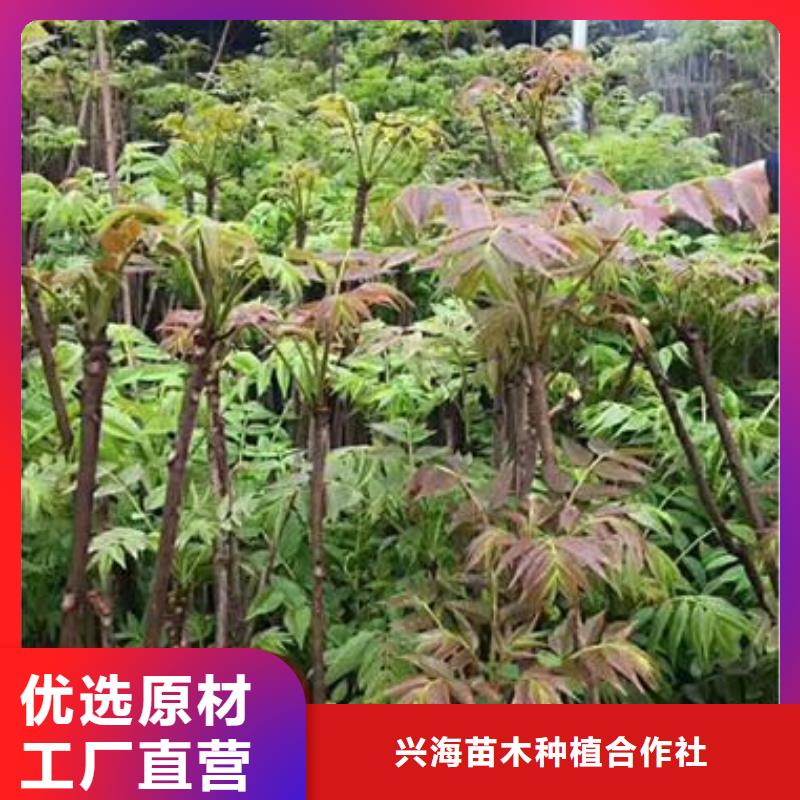 香椿苗_花椒苗实力大厂家