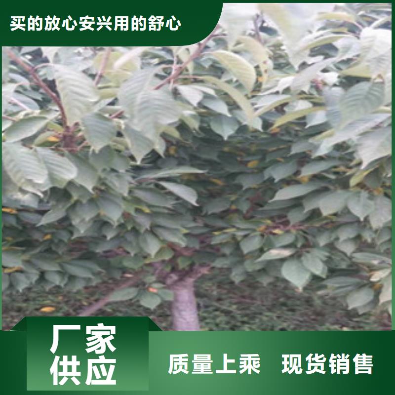 【樱花】核桃苗樱花苗长果桑树苗价格实惠工厂直供