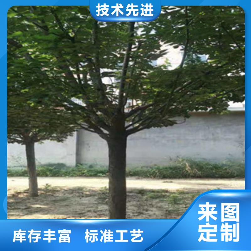 【樱花蓝莓苗质优价廉】