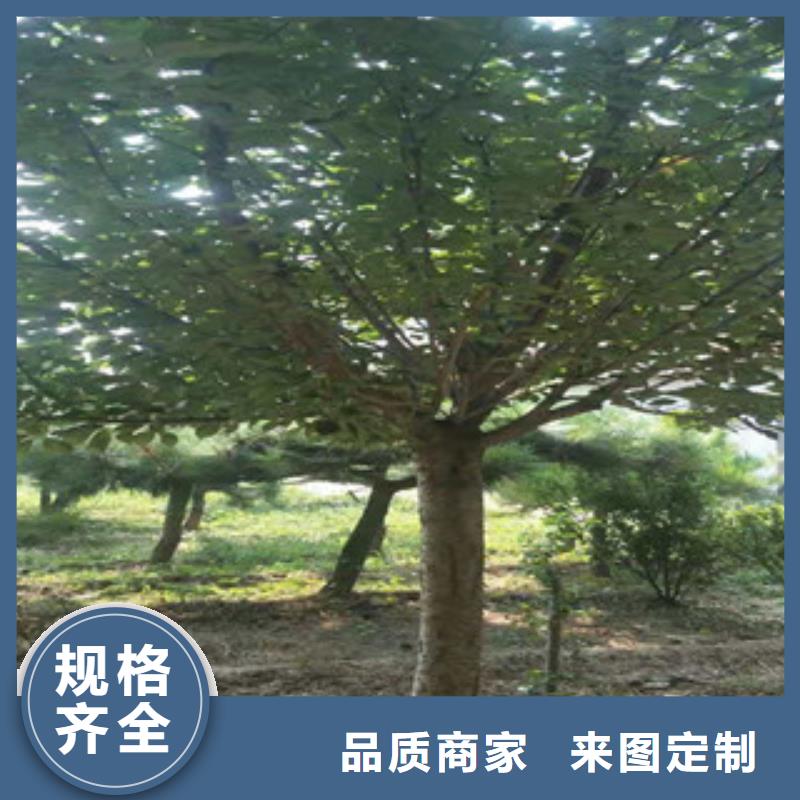 【樱花蓝莓苗质优价廉】