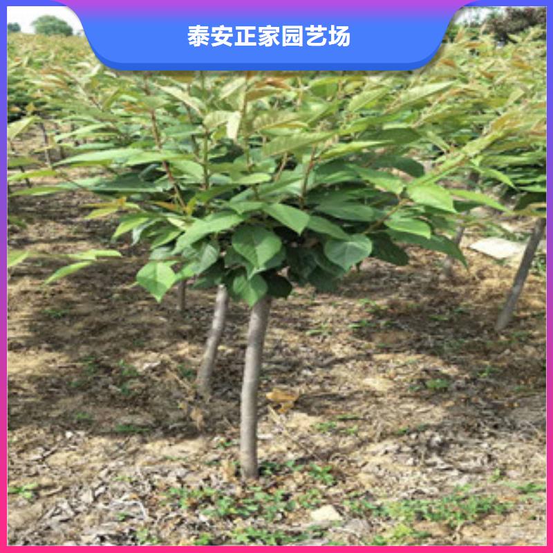 樱花绿化树绿化工程同行低价