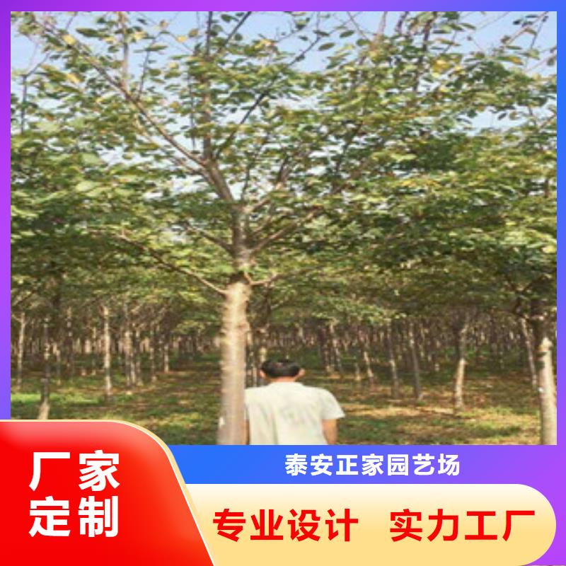 【樱花蓝莓苗当地厂家值得信赖】