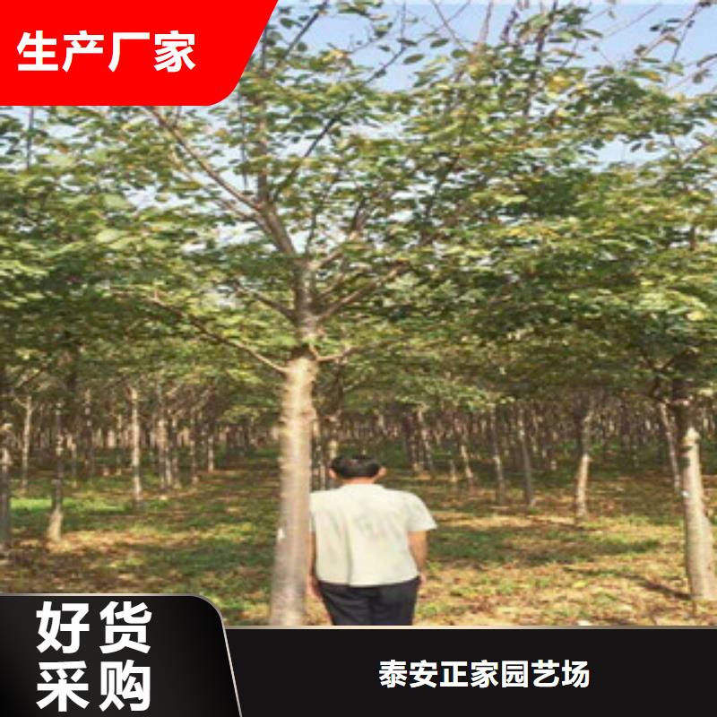 樱花国槐一周内发货