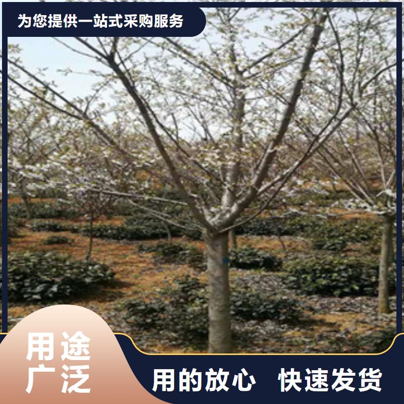 樱花国槐价格实惠