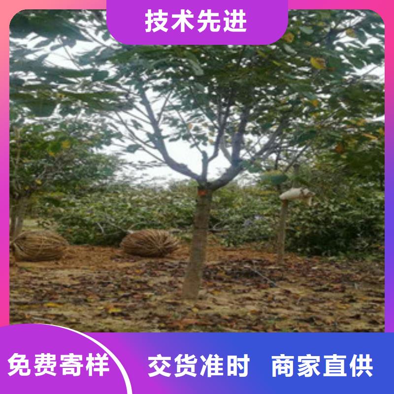 【樱花蓝莓苗当地厂家值得信赖】