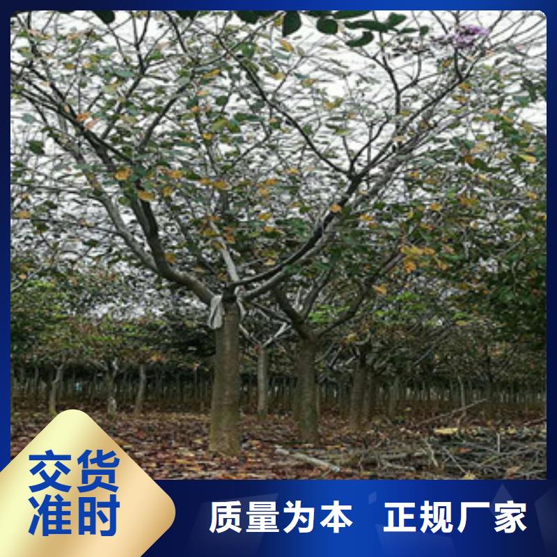 樱花核桃苗 樱花苗 长果桑树苗品质有保障
