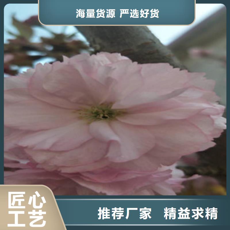 樱花【钙果苗】物流配货上门