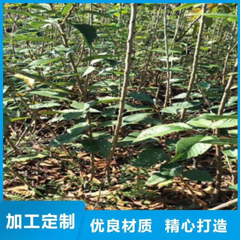 樱花-钙果苗工厂直营