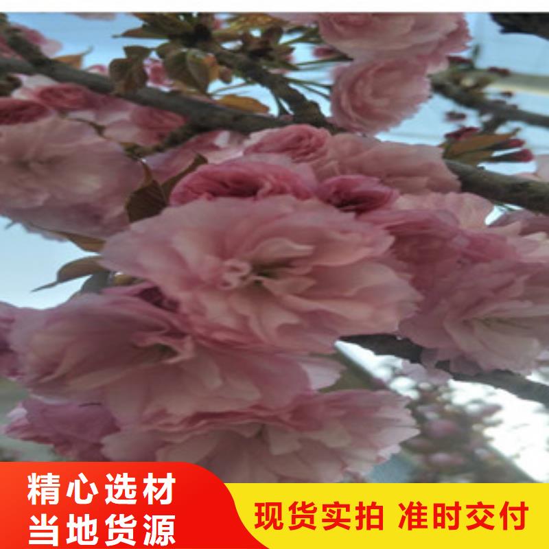 【樱花蓝莓苗当地厂家值得信赖】