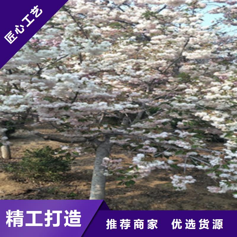 【正家】樱花,泰山景松造型景松口碑好实力强-泰安正家园艺场