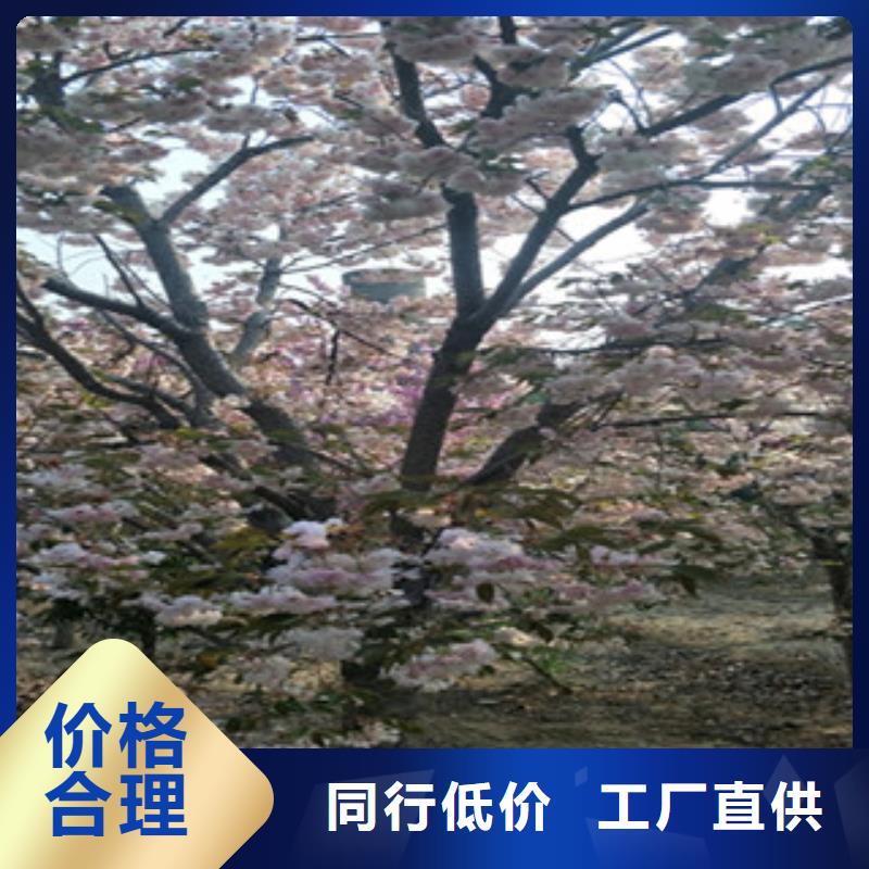【正家】樱花,泰山景松造型景松口碑好实力强-泰安正家园艺场