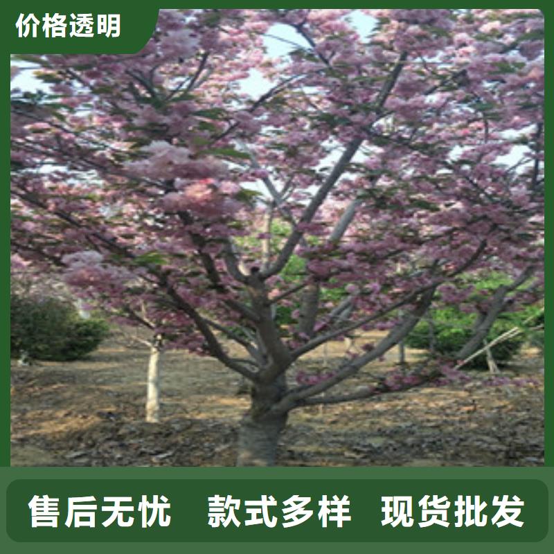 定制【正家】樱花占地果树产品优良