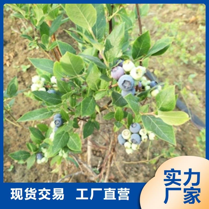 蓝莓苗绿化树绿化工程物美价优