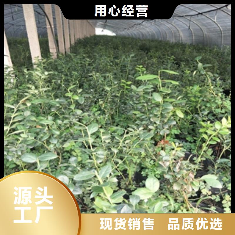 蓝莓苗核桃苗樱花苗长果桑树苗库存齐全厂家直供