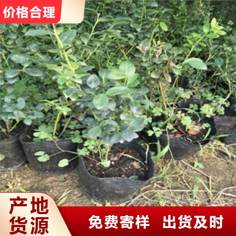 蓝莓苗核桃苗樱花苗长果桑树苗库存齐全厂家直供