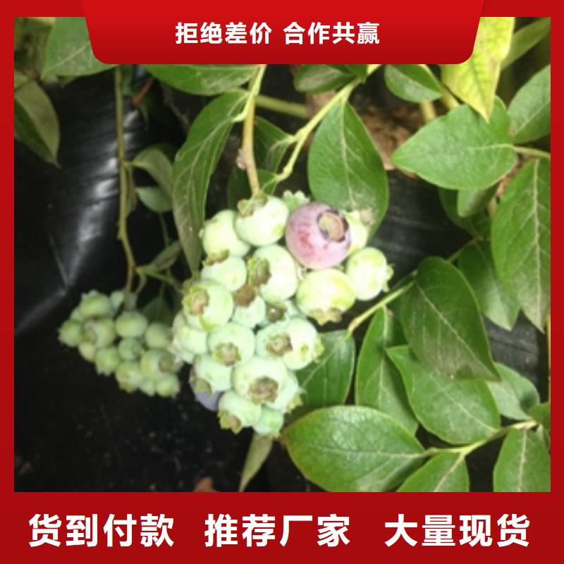 正家蓝莓苗占地果树拒绝伪劣产品-精选货源-泰安正家园艺场