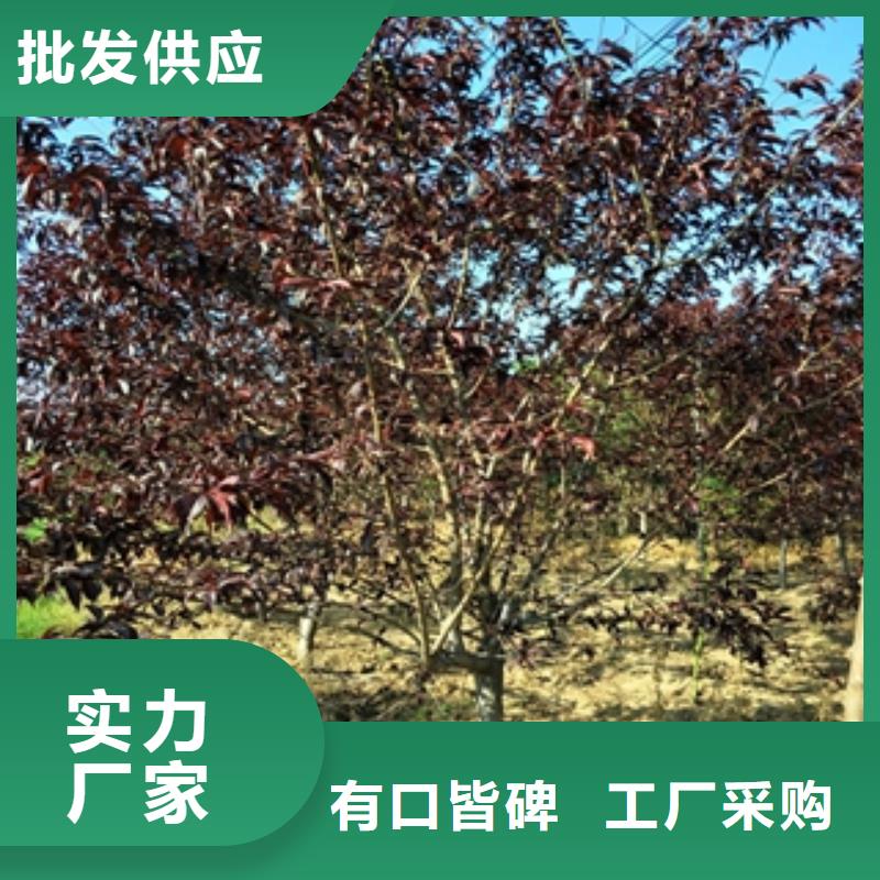桃树占地果树为您提供一站式采购服务