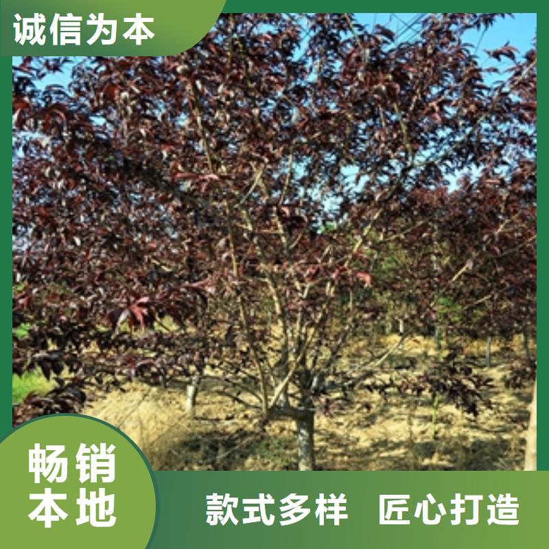 桃树蓝莓苗库存丰富