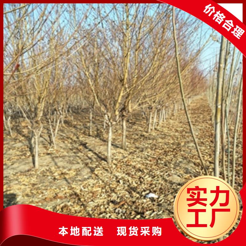 桃树蓝莓苗注重细节