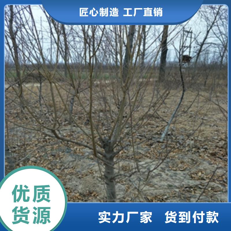 【桃树】核桃苗樱花苗长果桑树苗根据要求定制