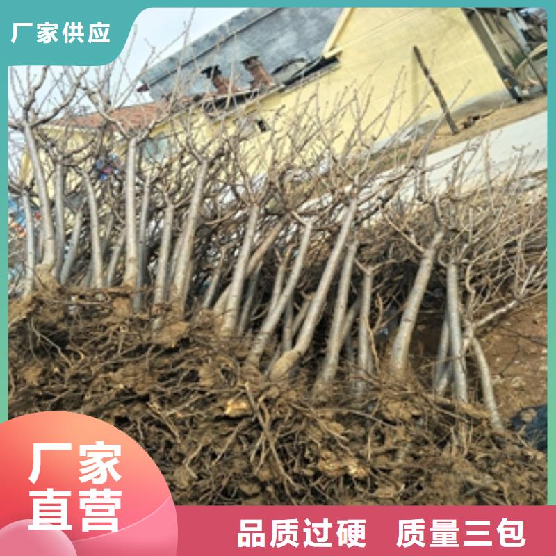 桃树核桃苗樱花苗长果桑树苗客户信赖的厂家