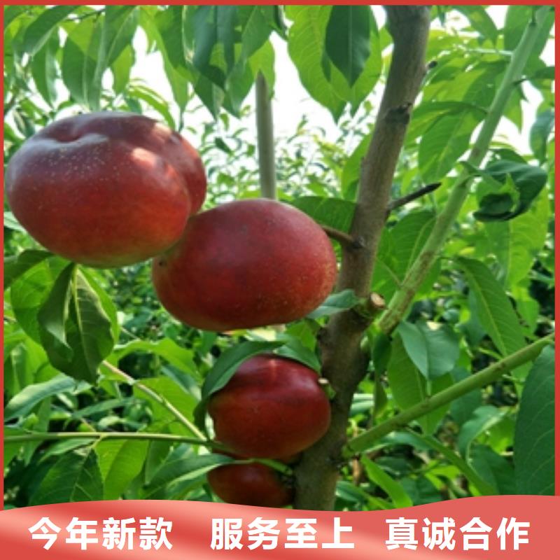 【桃树】泰山景松造型景松厂家直销售后完善